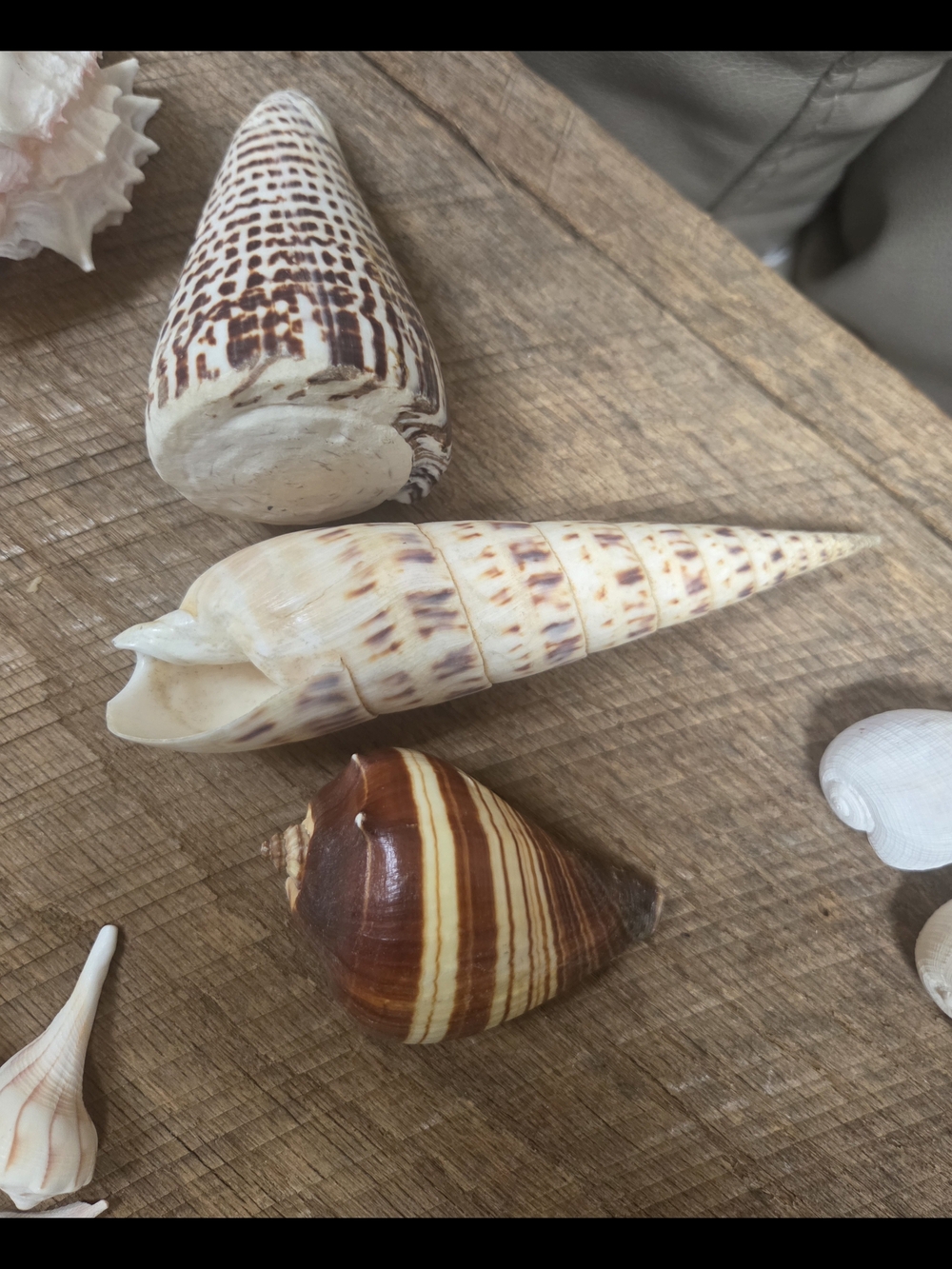 35 Assorted Natural Seashell Personal Collection - Bin R - Picture 10 of 16